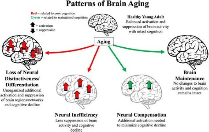 At what age does memory decline?