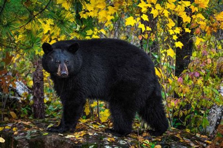 Can you shoot a black bear in NC?