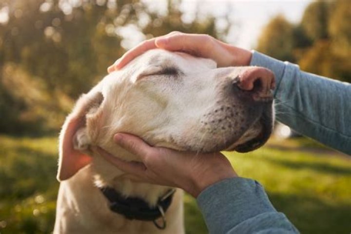 Do dogs know when you are crying?
