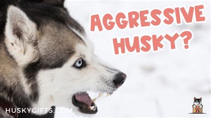 Do Huskies bite strangers?