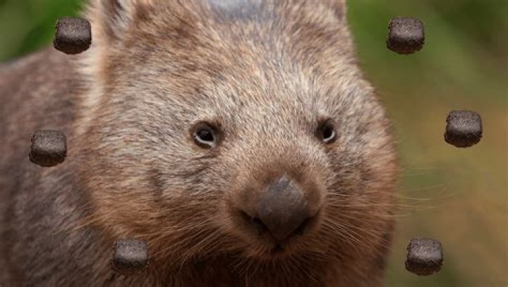 Do wombats have square Buttholes?