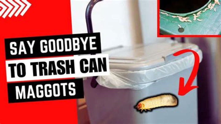 How do maggots get into sealed containers?