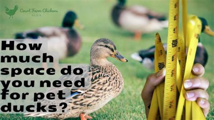 How many ducks can a duck have?