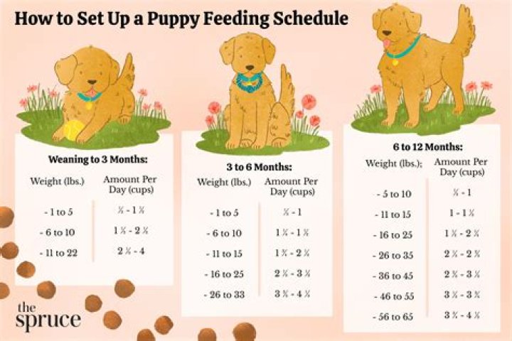 How many times should a 16 week old puppy poop?