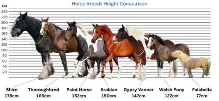 What are the 3 largest horse breeds?