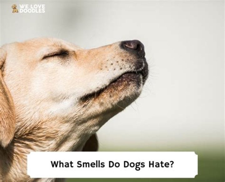Which dog smells the most?