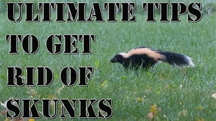 Will Pine Sol deter skunks?